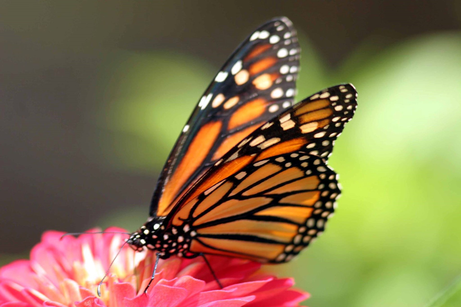 butterfly on flower