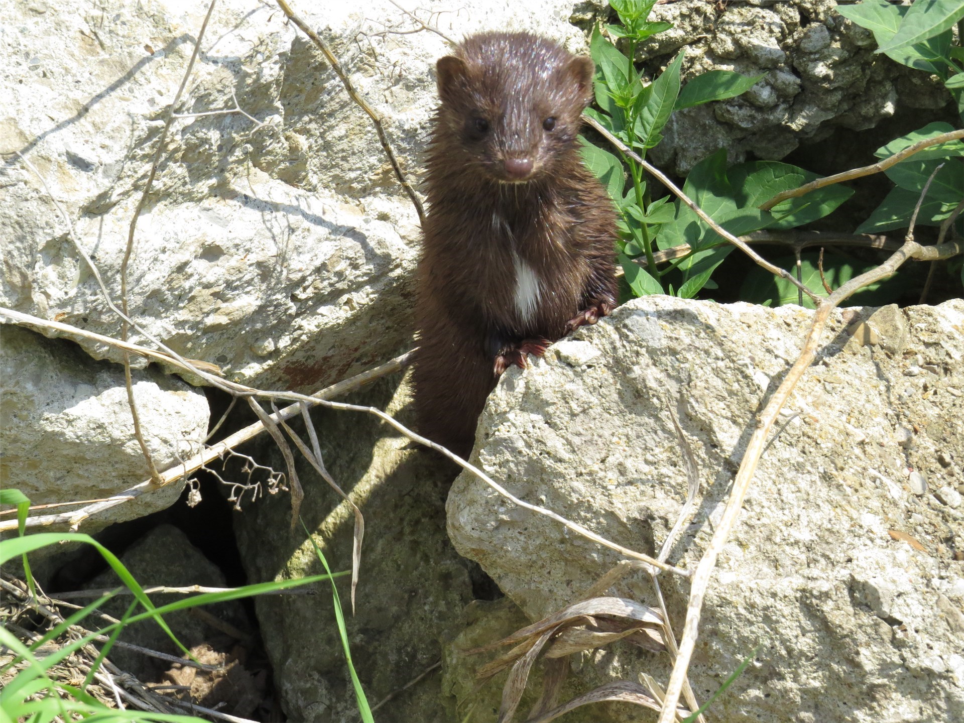 wetland animal peeking out between the rocks