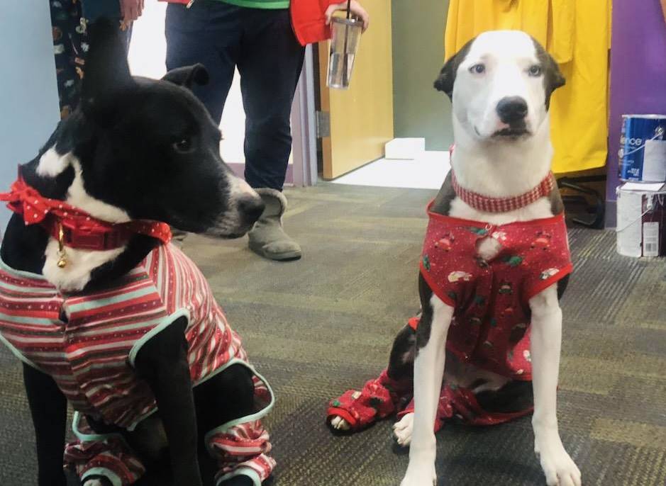 Two dogs dressed in holiday outfits