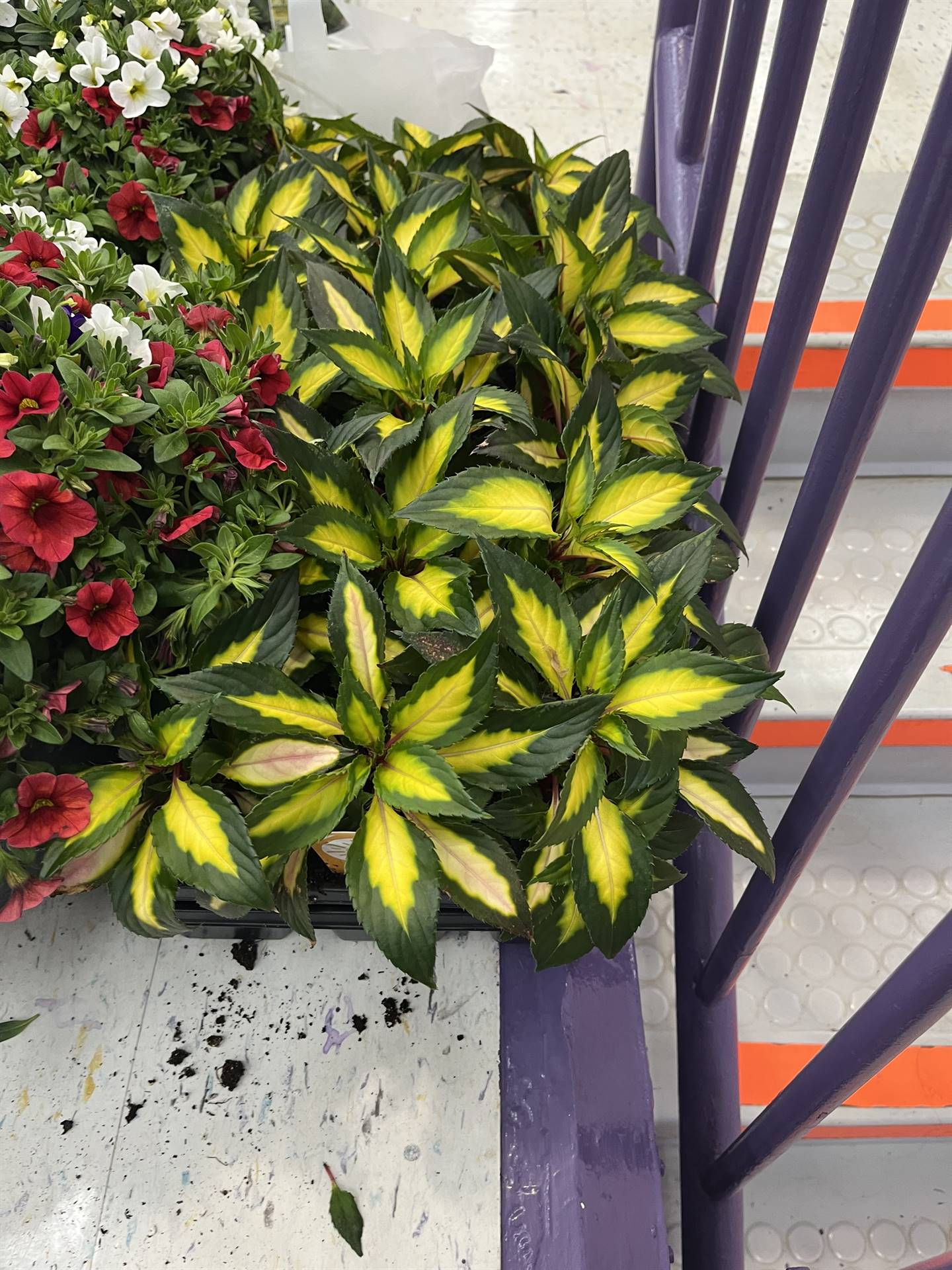 Spring Flower Sale