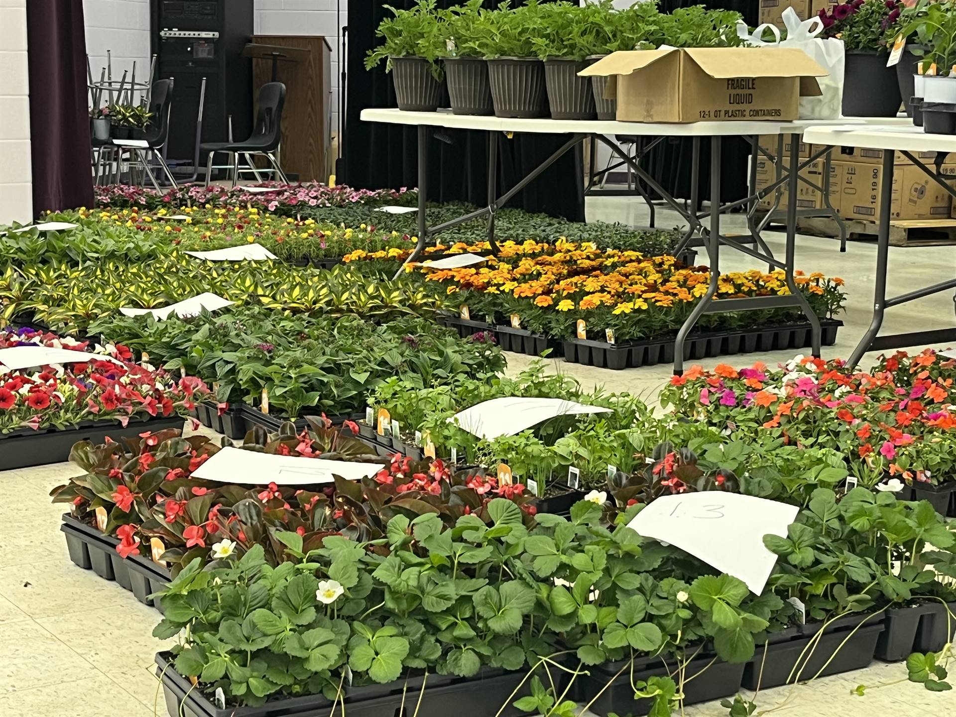 Spring Flower Sale