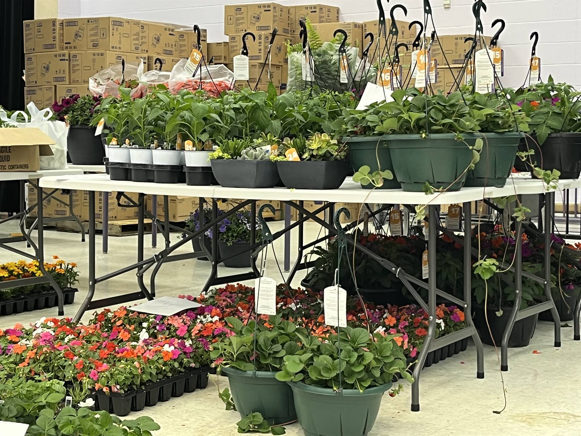 Spring Flower Sale