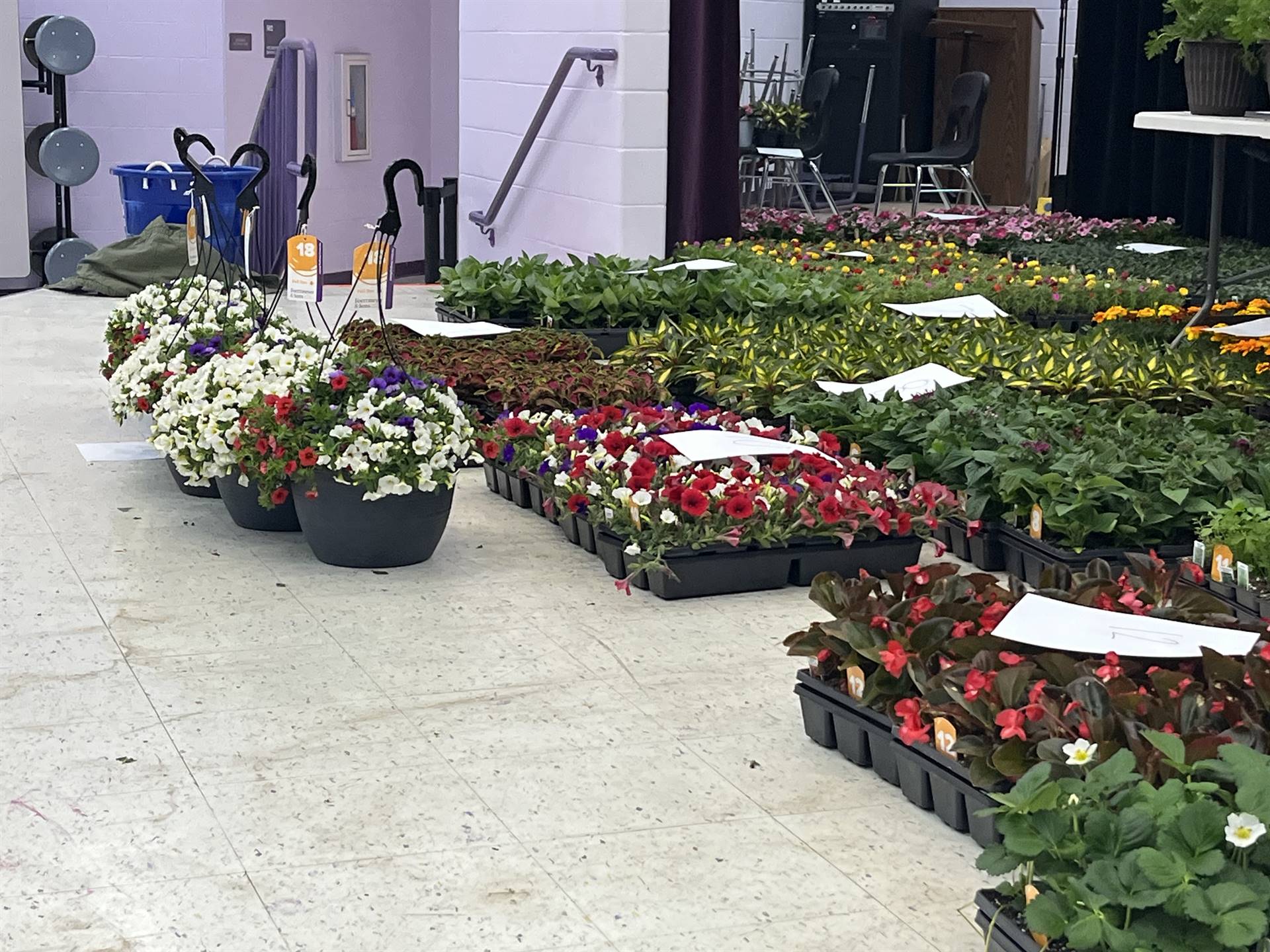 Spring Flower Sale
